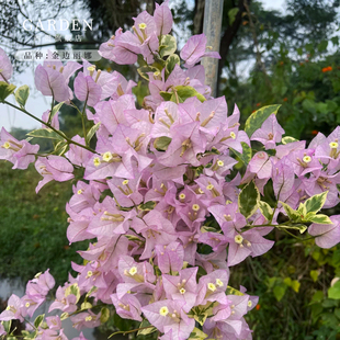 金边丽娜三角梅盆栽勤花老桩室内外爬藤灌木植物花卉多季开花好养