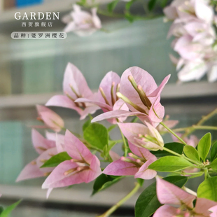 婆罗洲樱花三角梅盆栽勤花老桩室内外爬藤灌木植物花卉多季开花