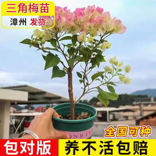勤花三角梅树苗老桩耐寒爬藤植物重瓣四季开花盆栽庭院观花卉阳台