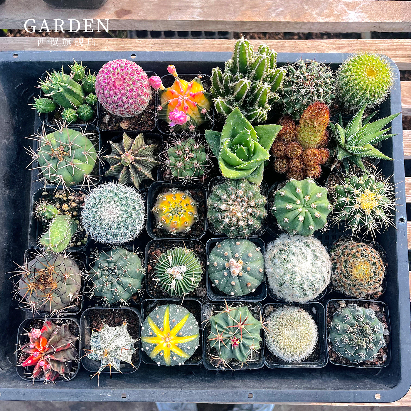 仙人球盆栽绯花玉容易开花好活净化空气易养活桌摆办公室花卉绿植,鲜花速递/花卉仿真/绿植园艺,多肉植物,淘宝优惠券,粉丝福利购,淘宝优惠卷