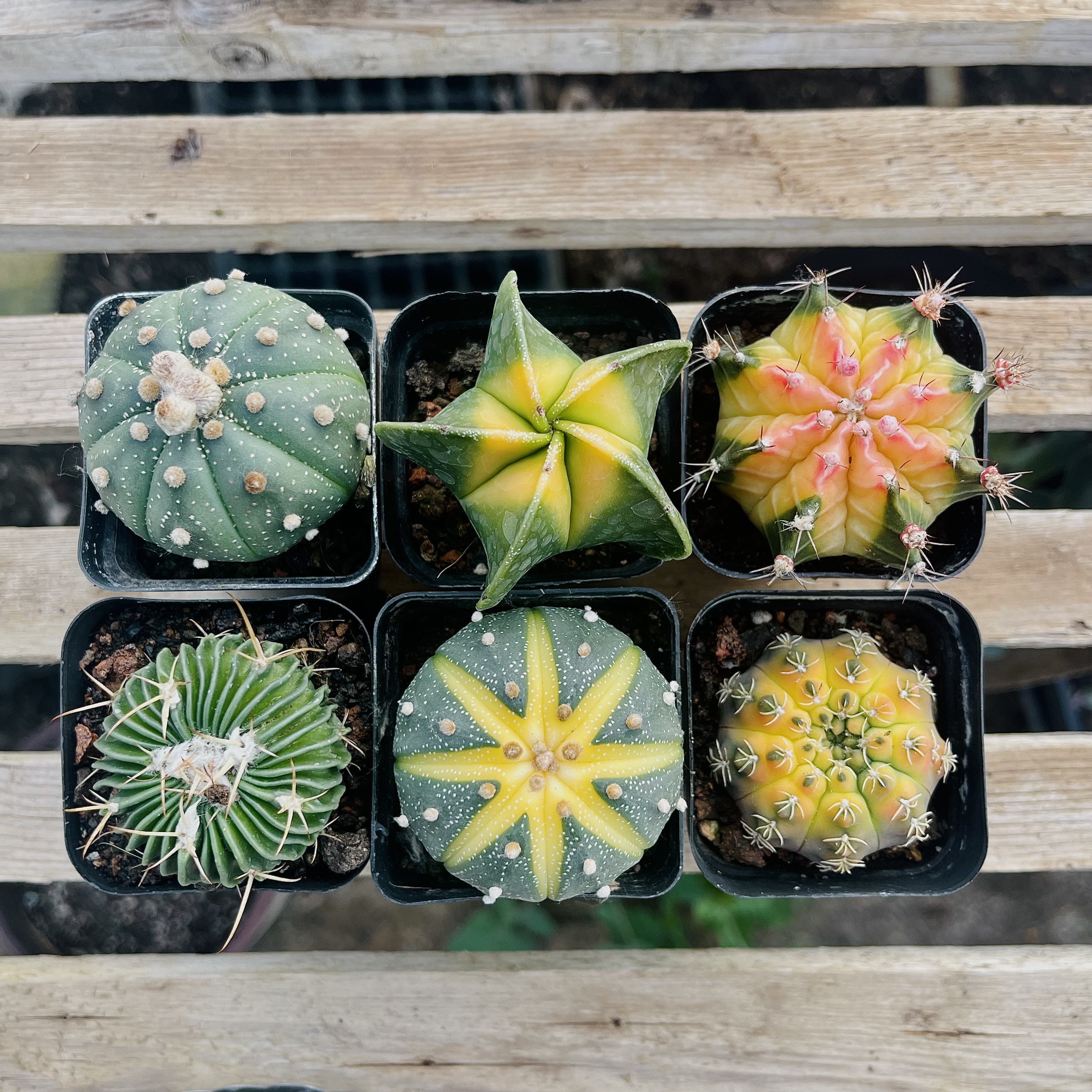 多肉植物仙人球小盆栽仙人指盆栽