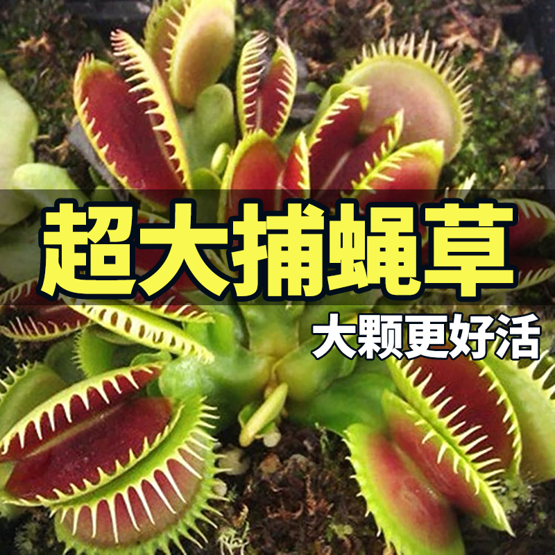 捕蝇草猪笼草食虫草超大趣味盆栽