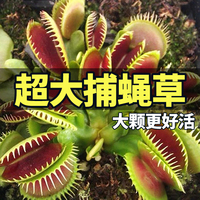 捕蠅草豬籠草食蟲草超大趣味盆栽
