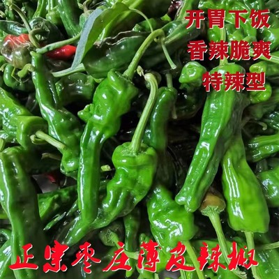山东枣庄薄皮辣椒新鲜蔬菜现摘本地小皱皮炒肉青红辣椒螺丝椒特辣