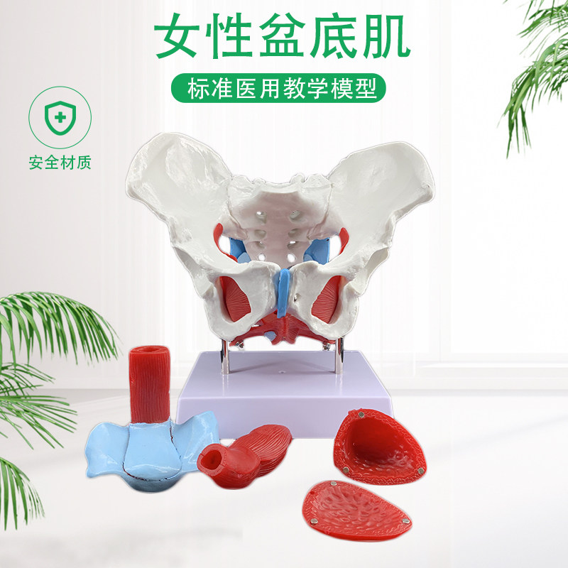 女性骨盆模型及盆底肌模型 子宫模型 盆骨分娩助U产教学人体模型