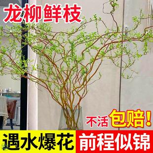 龙柳鲜枝水培植物客厅绿植室内盆栽好养活干枝雪柳黄金龙柳带花苞