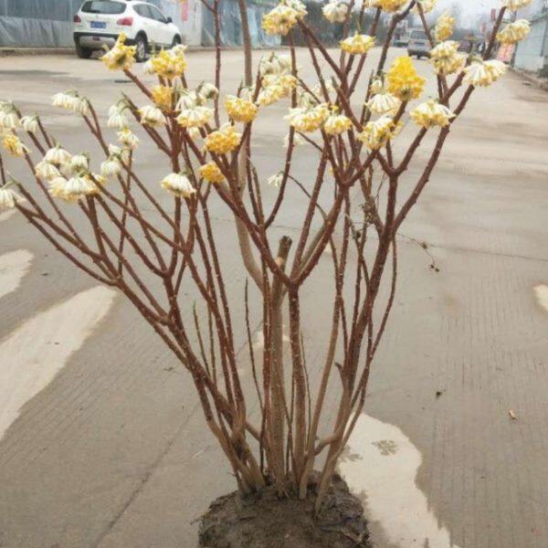 庭院植物结香苗结香花苗结香大小苗金腰袋打结花梦冬花浓香树苗