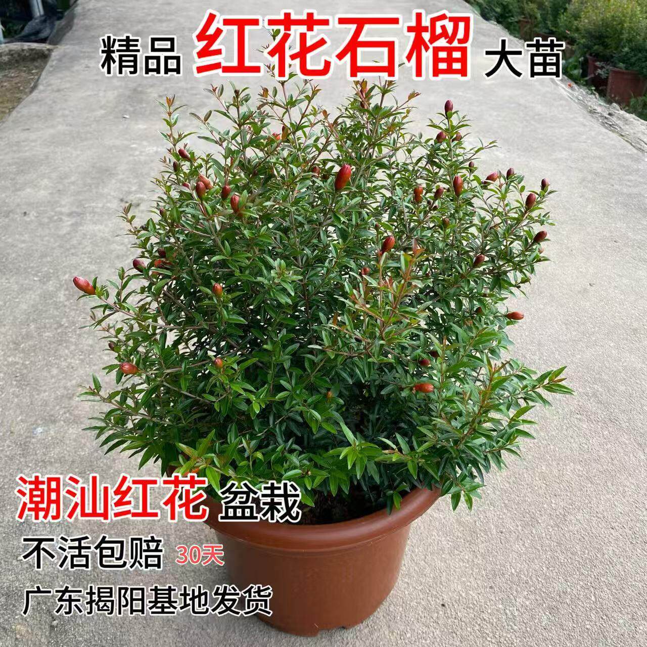 潮汕红花潮汕石榴花盆栽石榴花苗喜庆吉祥花苗庭院阳台绿植易养活
