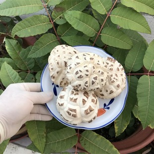 特产大冬菇天白花菇8~13厘米随州干货小香菇新货食用菌蘑菇煲汤材
