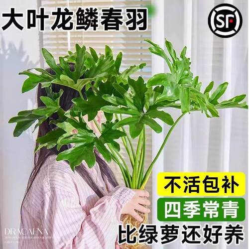 大叶春羽盆栽水培植物耐