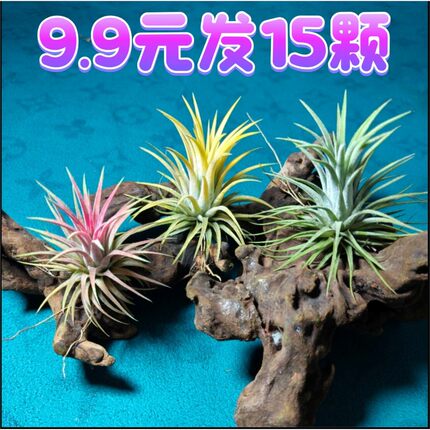 空气凤梨精灵植物无土懒人绿植室内办公室桌面净化空气养易活