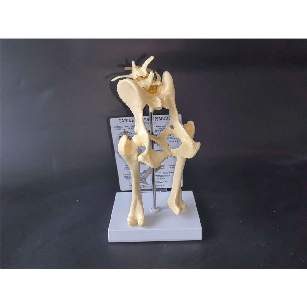 狗髋肘膝关节骨骼模型犬科类骨架玩具动物骨解剖兽医演示宠物医院,文具电教/文化用品/商务用品,教学标本/模型,淘宝优惠券,粉丝福利购,淘宝优惠卷