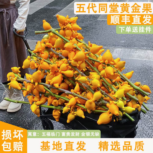 五代同堂黄金果鲜切枝云
