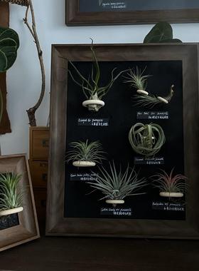 空气凤梨相框装饰画，胡桃木色相框38x48空气中存活少量喷水即可