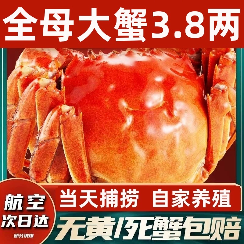 阳澄活蟹大闸蟹鲜活特大螃蟹公母海鲜水产河蟹含绳湖蟹毛蟹旗舰店