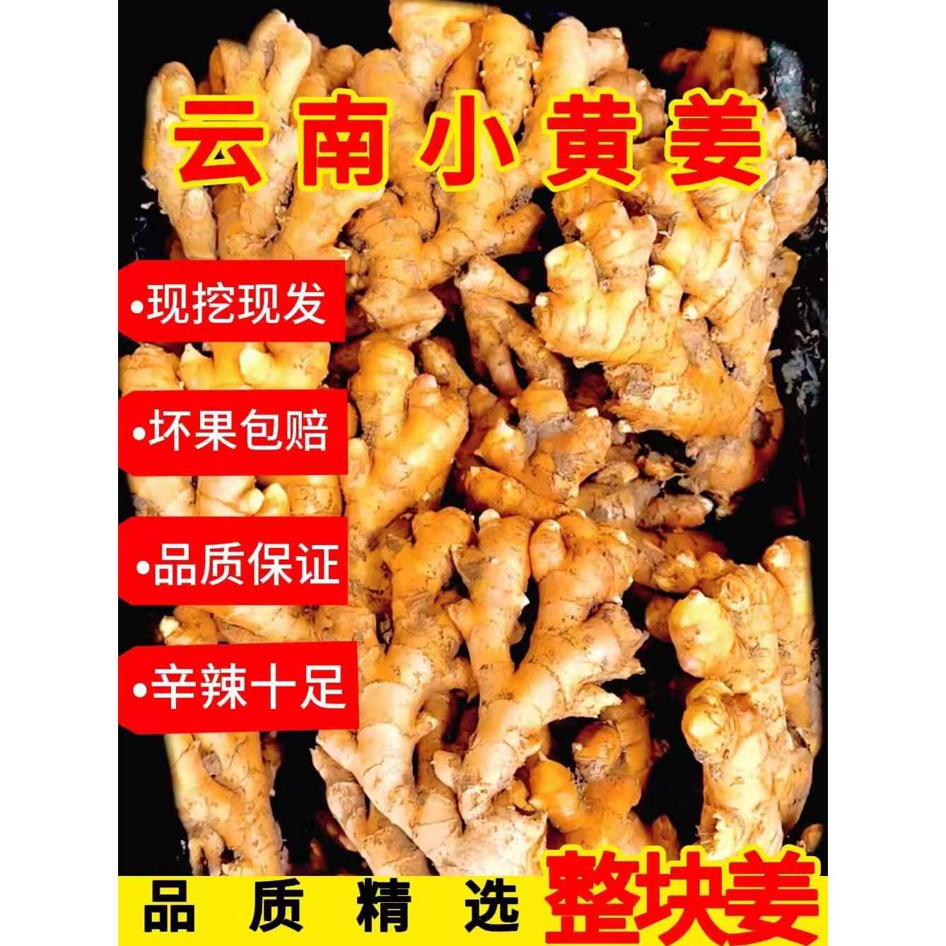 云南小黄姜现挖现发只做精品