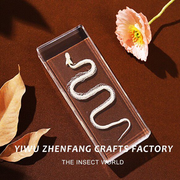 真实昆虫标本高透树脂琥
