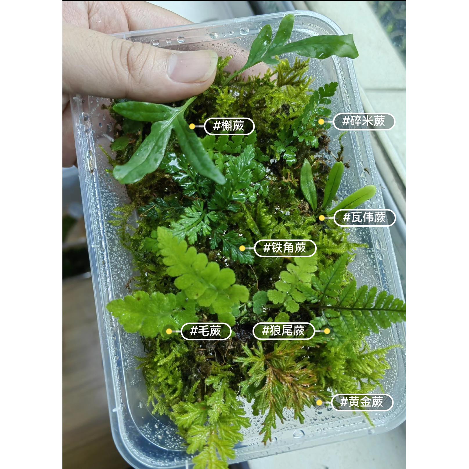 原生态微景观造景迷你蕨类植物生态瓶耐湿雨林缸苔藓小蕨绿植室内