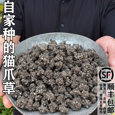 信阳自家种的猫爪草很干净