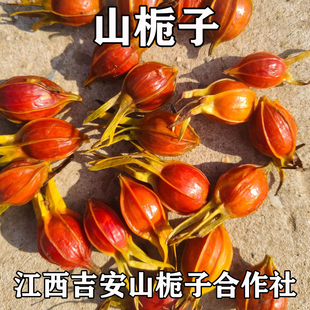 江西吉安野生栀子山栀子黄栀子小栀子果茶炒栀子泡水茶之侄子质子