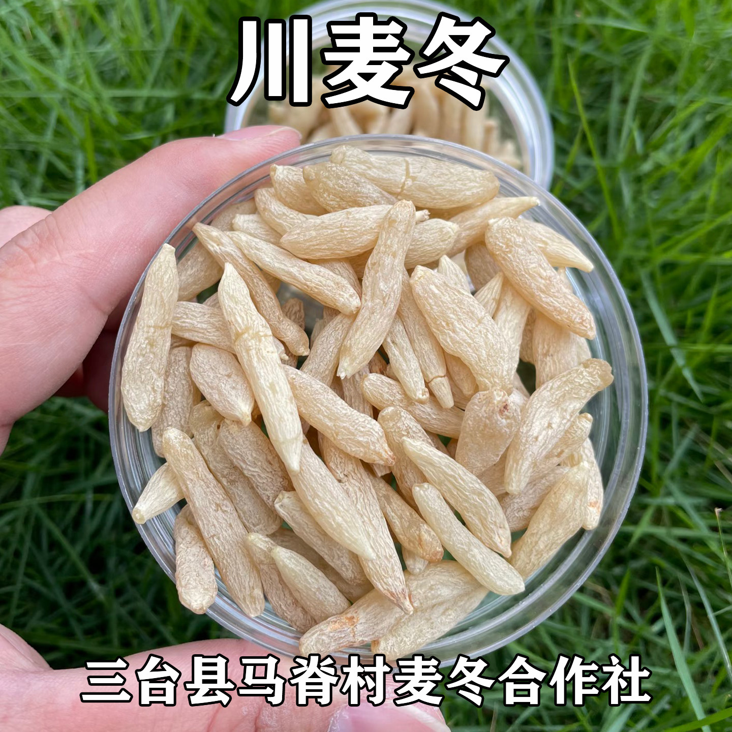 正宗川麦冬麦门冬中药材图片