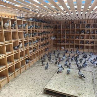 鸽子巢箱 赛鸽无门巢箱 鸽子笼 鸽子巢窝 鸽舍内部 高级防水巢箱