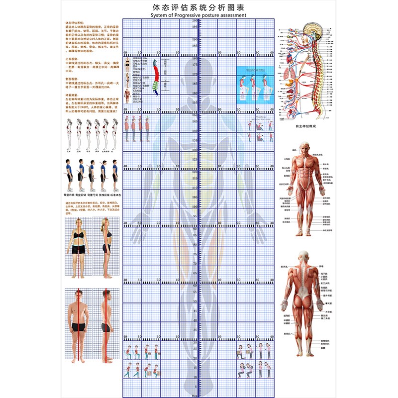 人体体态评估表健身房身体分析体测表墙贴瑜伽馆墙纸身体评估图