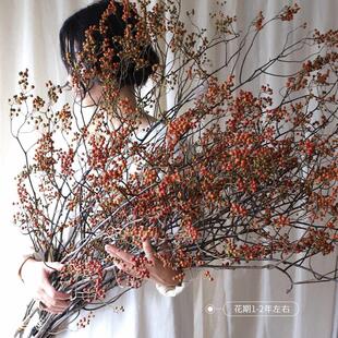 天然山归来干燥花束j 绿色长枝侘寂风干花客厅桌面高级摆件 中古