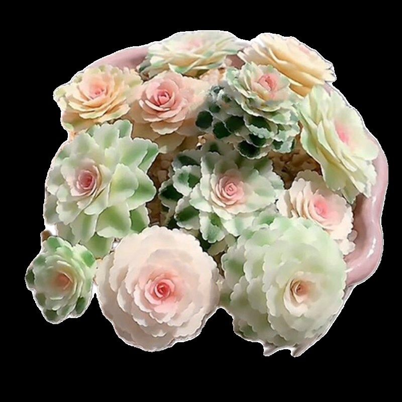 多肉植物  亚特兰蒂斯小群  新品高级美观净化空气盆栽带盆栽好