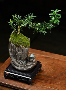 六月雪盆栽办公室桌面好养植物客厅室内摆件禅意盆景茶室黄杨绿植