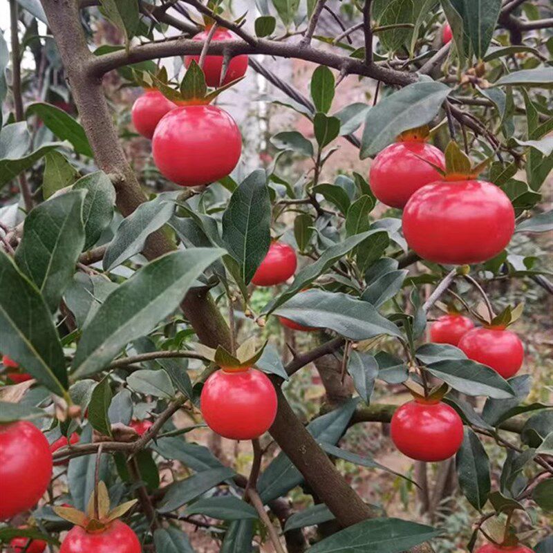 四川金弹子逸源红  镇园红 观果观叶血红果 原盆原土发货,鲜花速递/花卉仿真/绿植园艺,造型盆景,淘宝优惠券,粉丝福利购,淘宝优惠卷