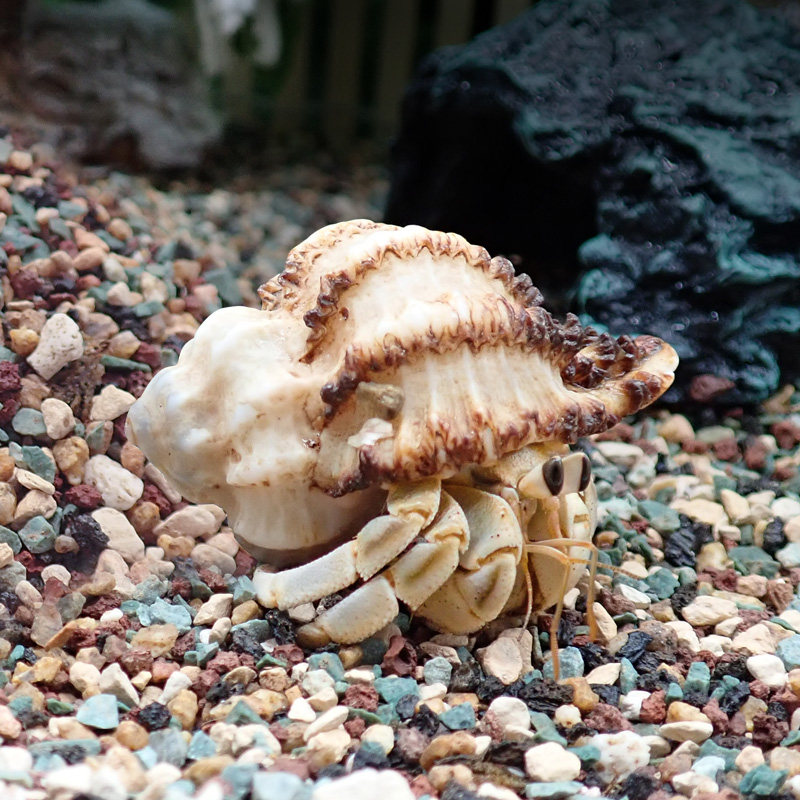 陌派寄居蟹垫料多功能沙~花赛3号半垫材菲律宾砂椰土高保湿垫料,宠物/宠物食品及用品,爬宠垫料,淘宝优惠券,粉丝福利购,淘宝优惠卷