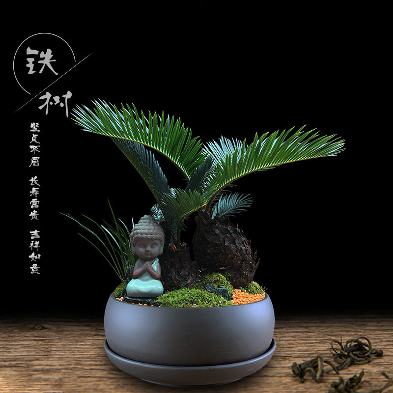苔藓石山铁树盆栽室内植物好养易活客厅玄关大型绿植开业苏铁盆景
