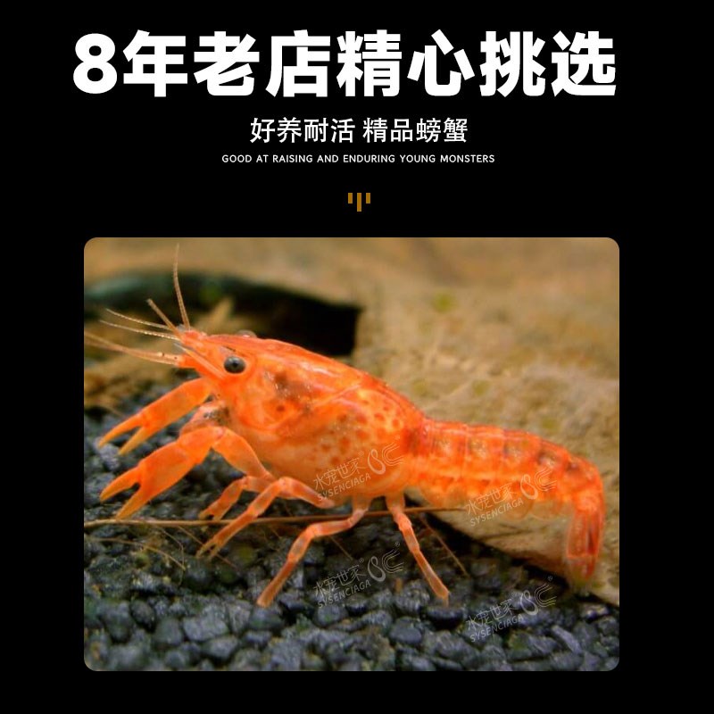 迷你鳌虾侏儒橘特萨努观赏虾小型虾淡水虾宠物虾水族长不大侏儒虾