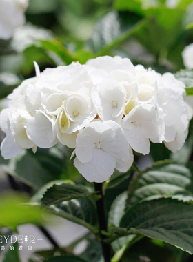 海蒂的花园 黑金刚白色大花绣球新品分枝好阳台庭院盆栽花卉植物