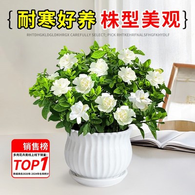 栀子花盆栽室内客厅四季开花植物适合懒人养的花好养活的花卉绿植