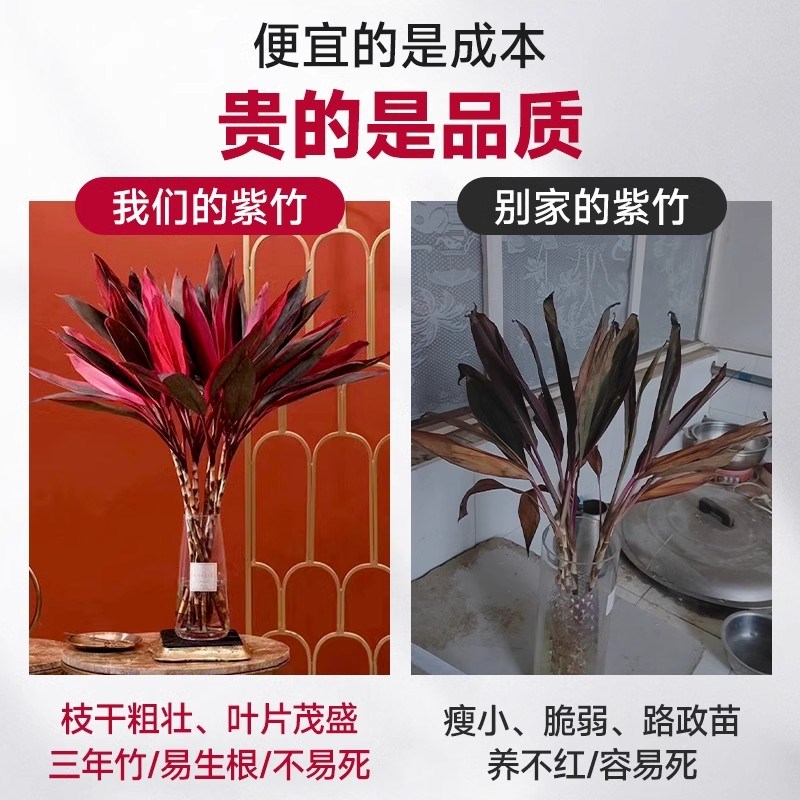 紫竹鸿运当头富贵竹水培植物粗杆带根客厅招财竹子室内好养活花卉