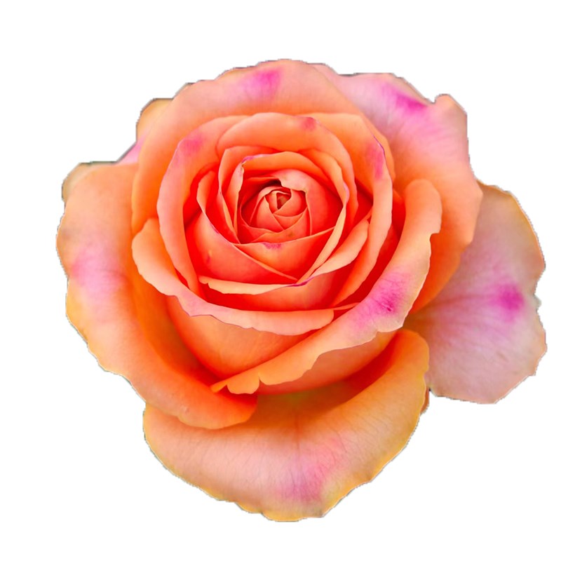 国王日老橙意月季花苗四季灌木大花阳台盆栽庭院地栽切花黑红玫瑰