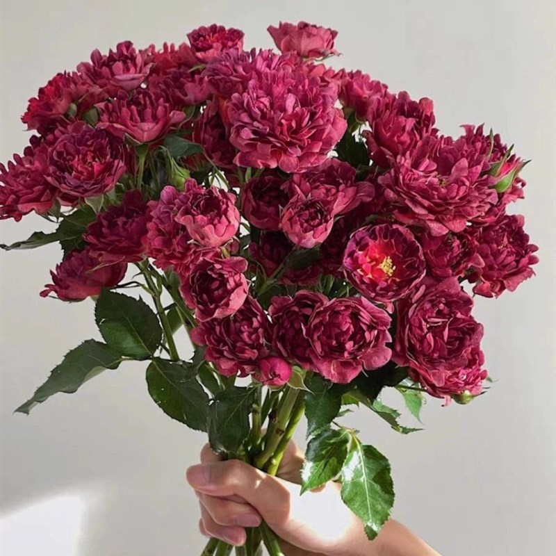 红茶海葵 月季多头勤花阳台四季盆栽玫瑰月季花苗庭院植物