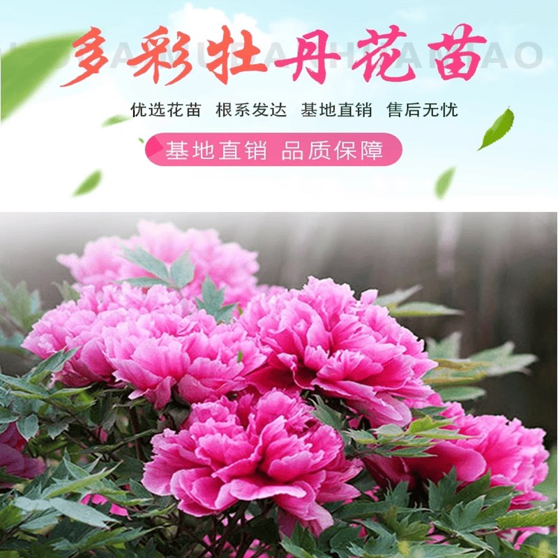 正宗四季牡丹花苗室内外庭院绿植盆栽洛阳重瓣牡丹耐寒多年生植物