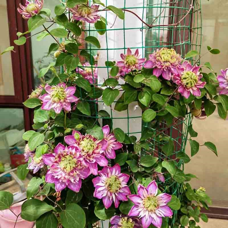 宽皇铁线莲花盆栽爬藤植物大苗重瓣大花藤本花卉庭院无刺攀爬耐热