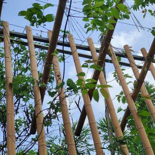 铝圆竹管铝竹排铝合金仿真竹子竹纹木纹圆管篱笆园林栏栅手感竹节