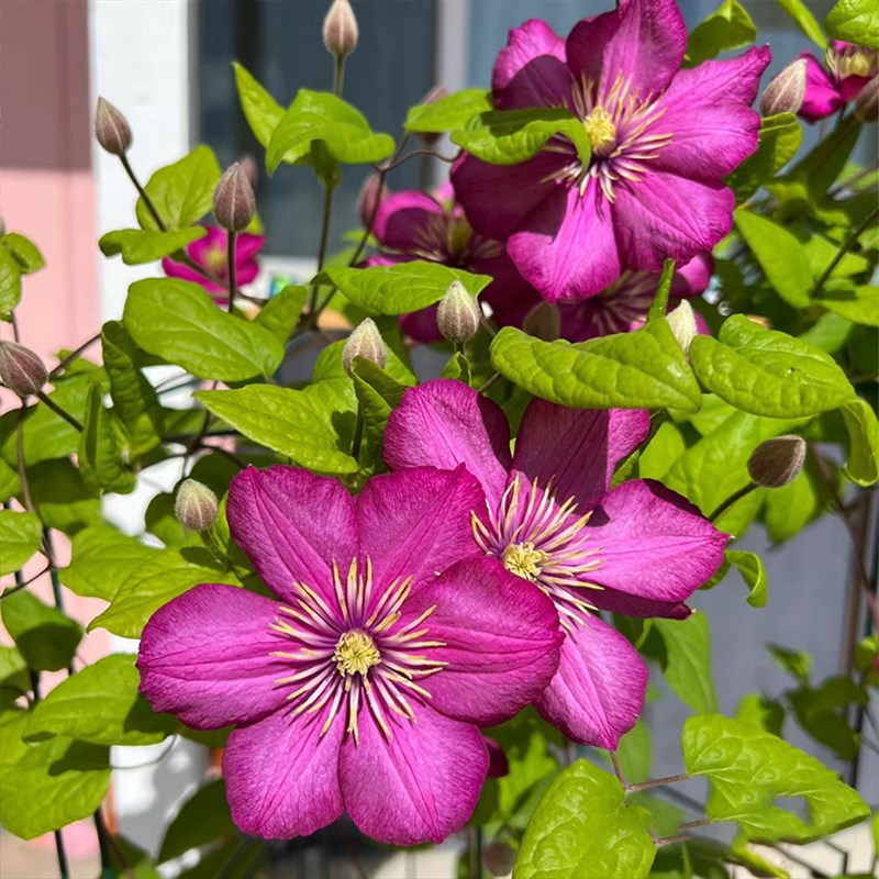 里昂村庄铁线莲花苗盆栽爬藤花卉绿植物耐热四季开花阳台庭院耐阴