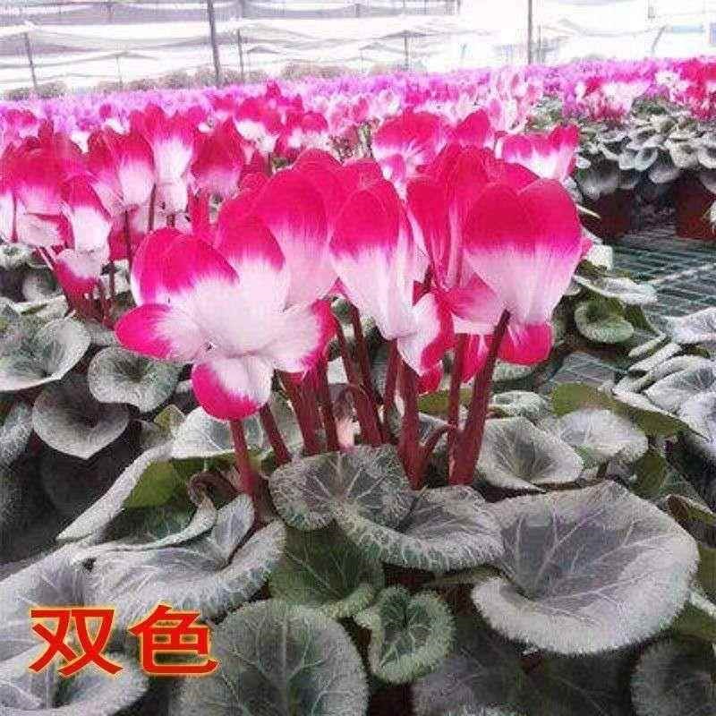 仙客来盆栽大苗室内花卉兔子花 年宵花苗兔耳朵花 四季带花发货