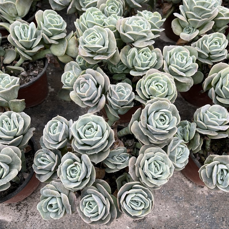 可爱玫瑰 小老桩散群多肉植物好看好养可种缺口悬崖盆容易造型