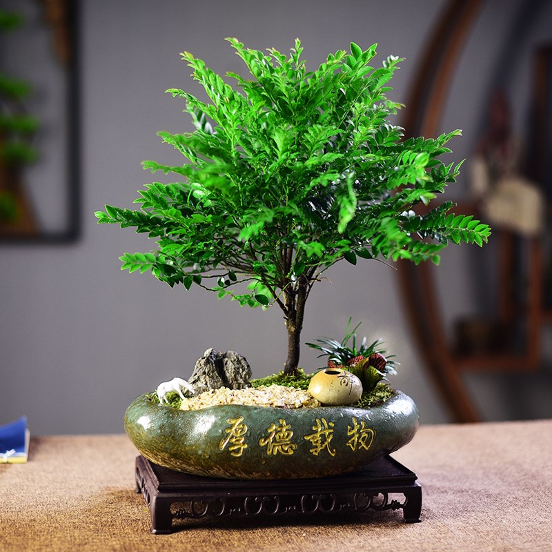 小叶紫檀盆栽黑骨檀中式植物四季盆景室内办公桌面茶室观赏绿植