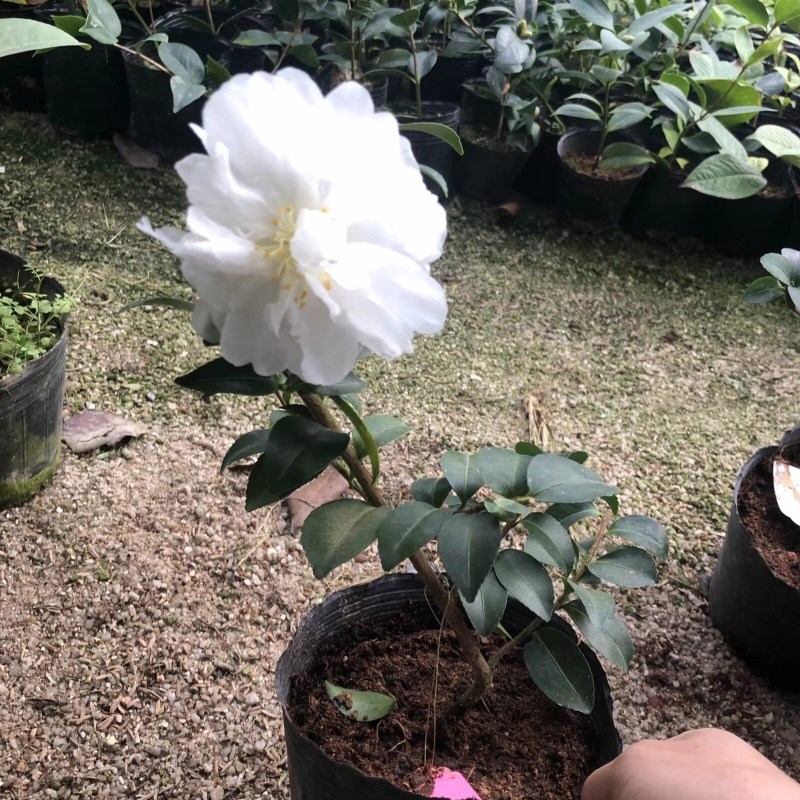 富士之峰茶梅白色茶梅白茶梅盆栽茶梅白色花