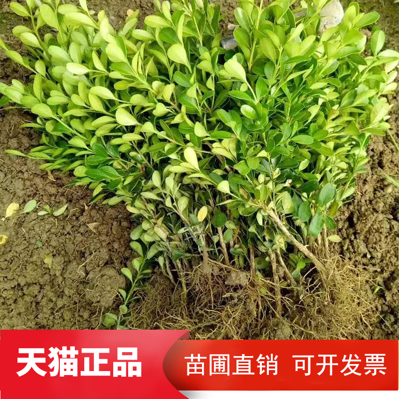 黄杨苗黄杨球小叶黄杨瓜子黄杨小苗四季常青高杆独干黄杨树桩盆景