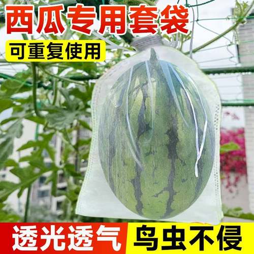 西瓜套袋防鸟防虫专用袋防果蝇神器透气透光冬瓜水果瓜果套袋果袋