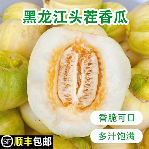 东北大地香瓜白糖罐京蜜甜